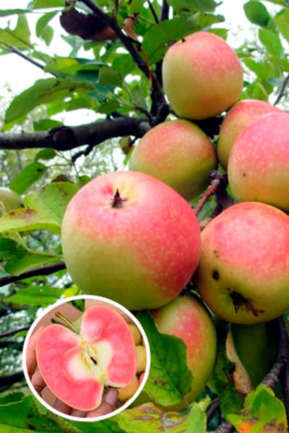 Яблуня ’Хідден Роуз’|Malus domestica ’Hidden Rose’|Яблоня ’Хидден Роуз’